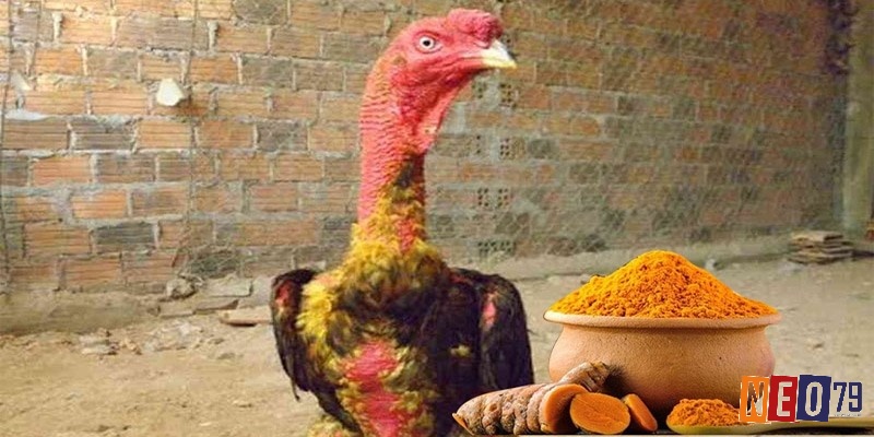 Tầm quan trọng của việc thực hiện vào nghệ cho gà