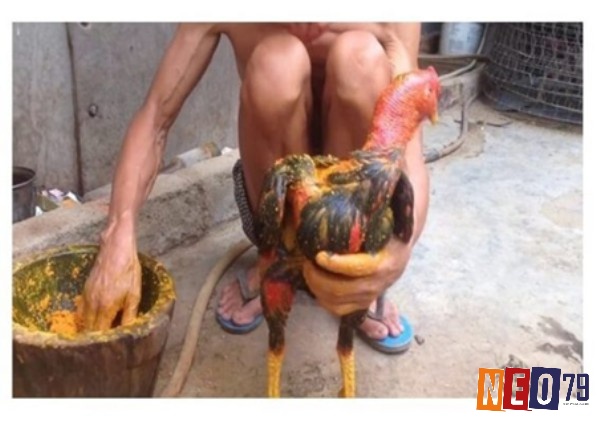 Cách vào nghệ cho gà giúp hỗ trợ tiêu hóa và hấp dẫn dưỡng chất