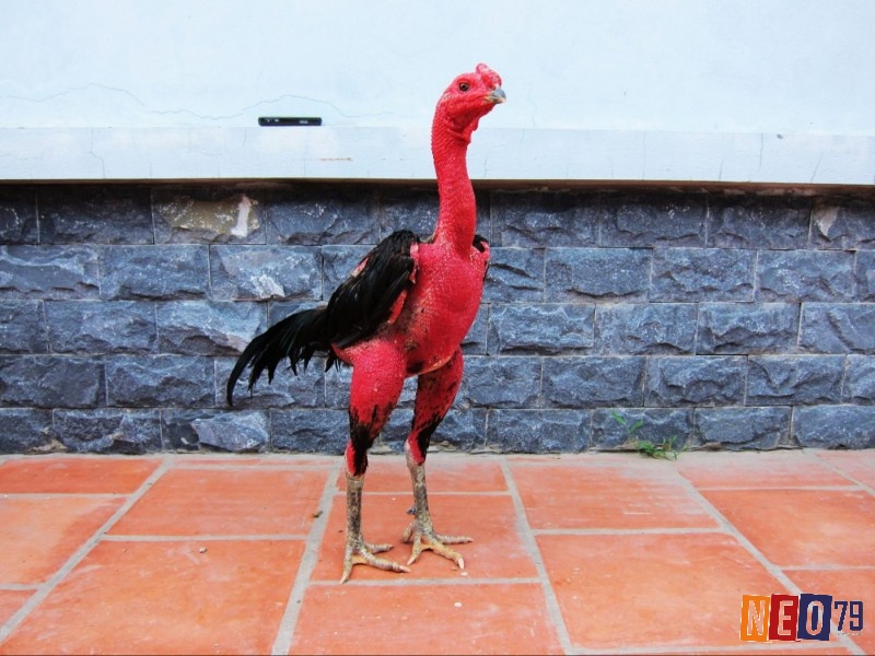 Cách vào nghệ cho gà giúp hỗ trợ điều trị bệnh