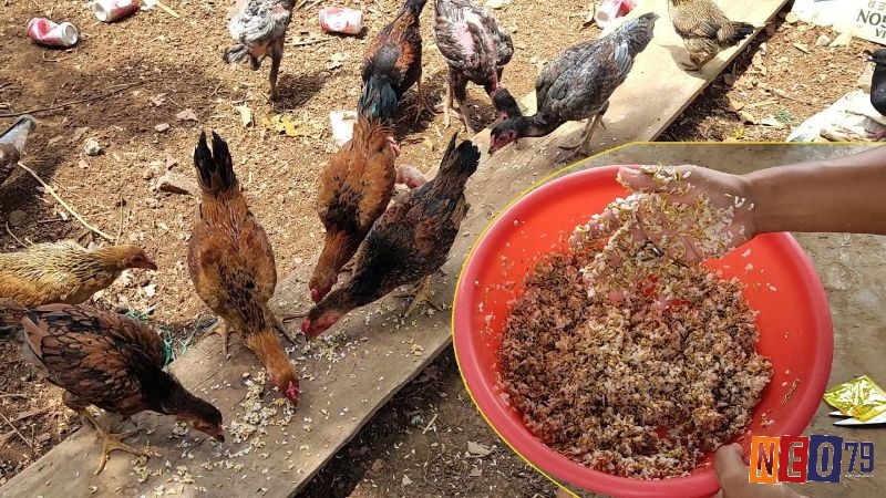 Cách vào nghệ cho gà qua thức ăn