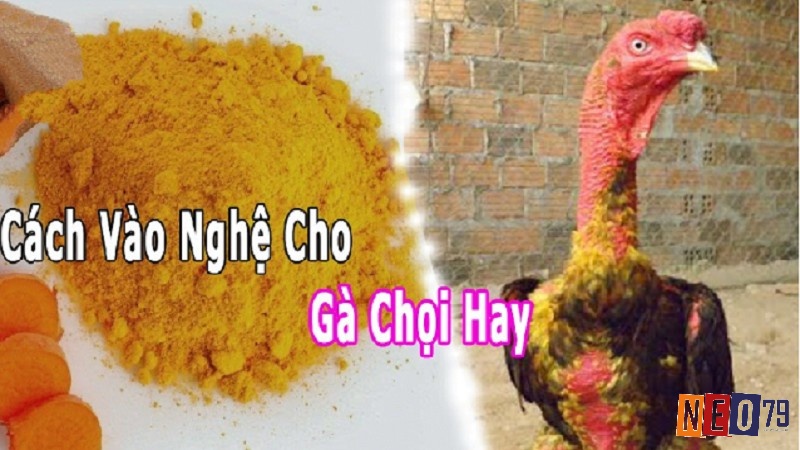 Những lưu ý khi áp dụng cách vào nghệ cho gà