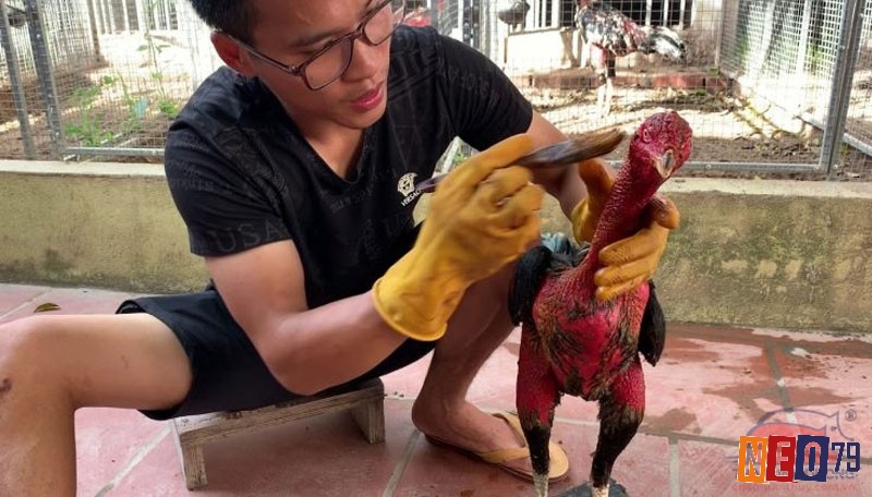Những vấn đề hay gặp về cách vào nghệ cho gà