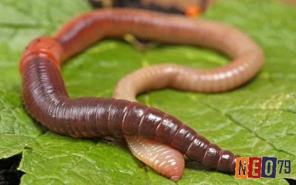 Hiện tượng mơ gây ra sự hấp dẫn với người trải nghiệm