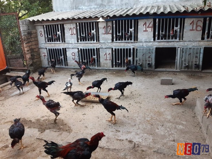 Chọn vật liệu phù hợp để xây dựng chuồng cho gà chọi là rất quan trọng