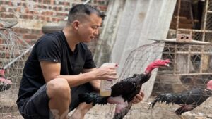Kinh nghiệm nuôi gà chọi hiệu quả cho người mới bắt đầu