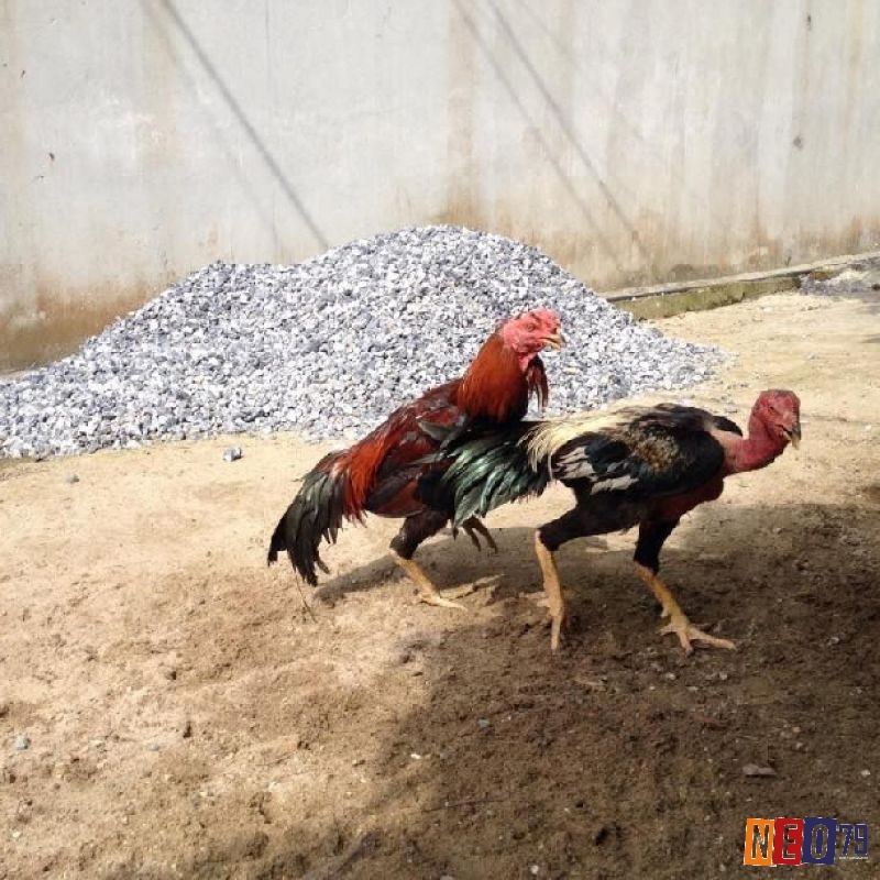Gà chọi bị cúm