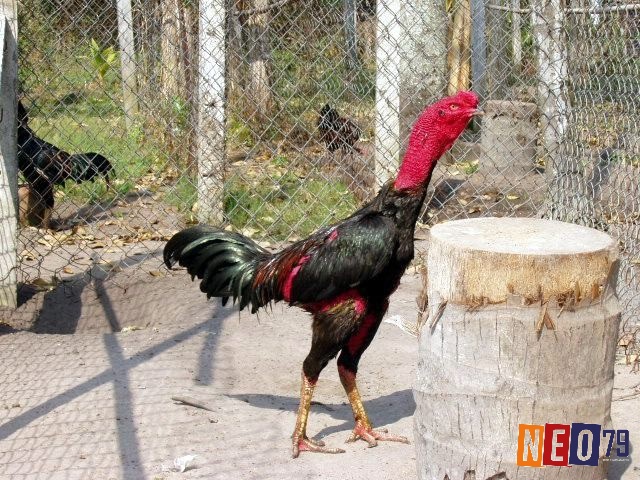 Huấn luyện là quá trình không thể thiếu để phát triển thể lực và bản lĩnh của gà chọi