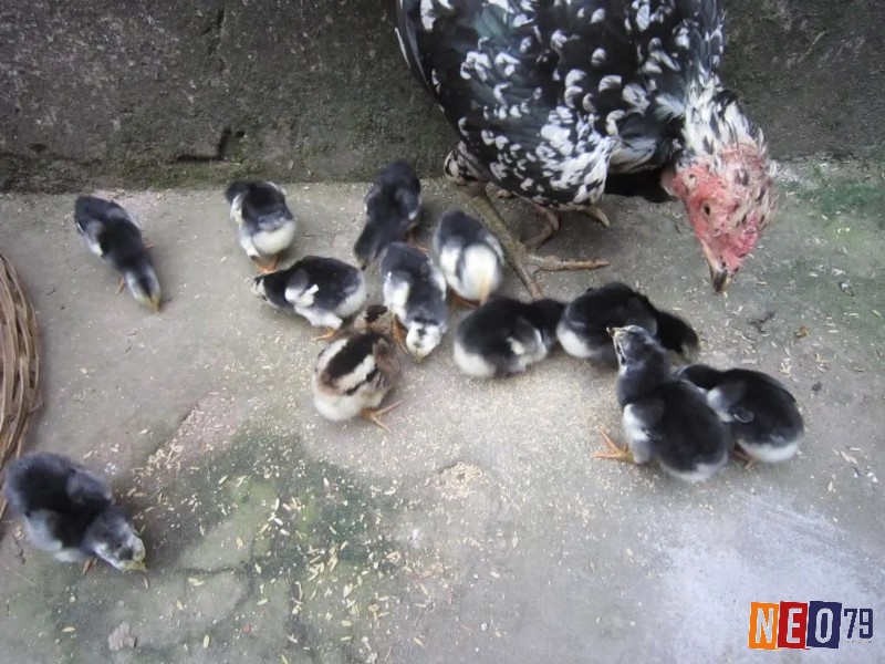 Kinh nghiệm nuôi gà chọi 1 - 8 tuần tuổi