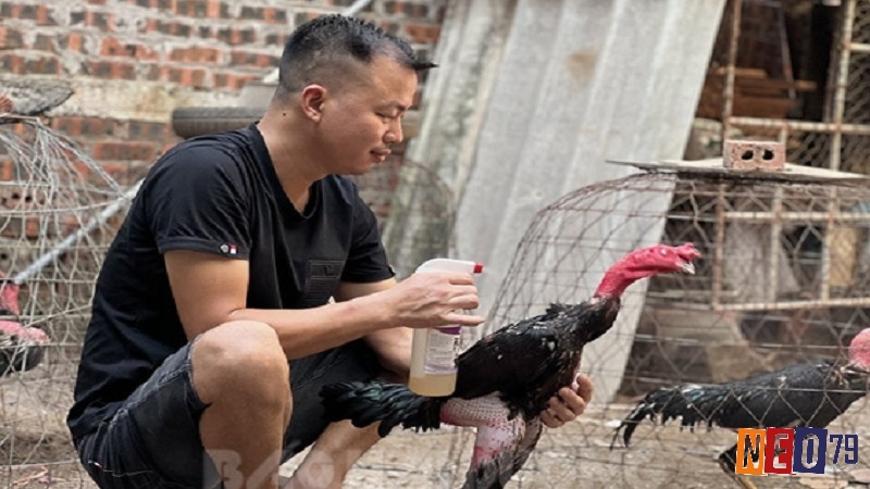 Một trong những yếu tố then chốt giúp bạn đạt được thành công trong nuôi gà chọi chính là việc lựa chọn giống gà phù hợp với mục tiêu của mình